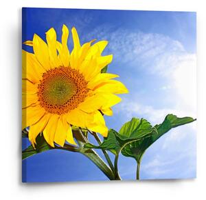Sablio Obraz Slunečnice 2 - 50x50 cm