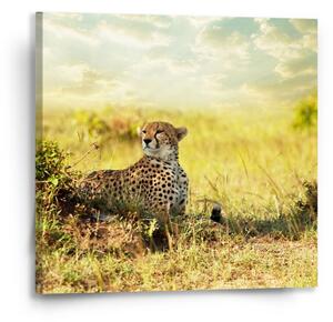 Sablio Obraz Gepard - 50x50 cm