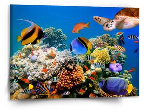 Sablio Obraz Korálový útes - 150x110 cm