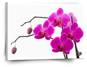 Sablio Obraz Fialové orchideje - 150x110 cm