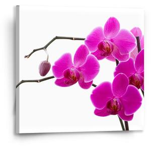 Sablio Obraz Fialové orchideje - 50x50 cm