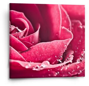 Sablio Obraz Detail růže - 50x50 cm
