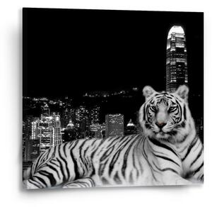 Sablio Obraz Městský tygr - 50x50 cm