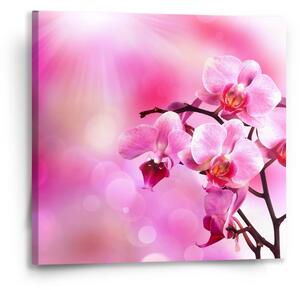 Sablio Obraz Květy orchideje - 50x50 cm