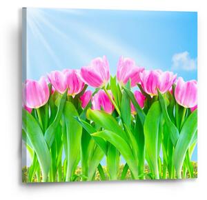Sablio Obraz Růžové tulipány - 50x50 cm
