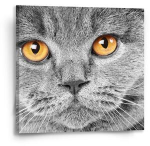 Sablio Obraz Kočičí pohled - 50x50 cm