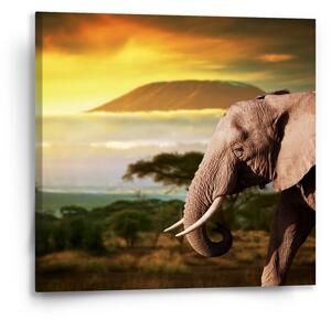 Sablio Obraz Slon z profilu - 50x50 cm