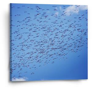 Sablio Obraz Hejno ptáků - 50x50 cm