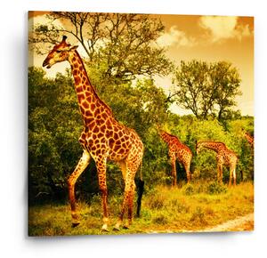 Sablio Obraz Žirafy - 110x110 cm