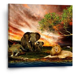 Sablio Obraz Zvířata ze Sahary - 50x50 cm