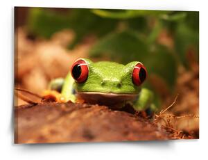 Sablio Obraz Zelená žába - 150x110 cm