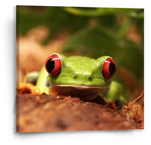 Sablio Obraz Zelená žába - 50x50 cm