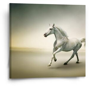 Sablio Obraz Bílý kůň 2 - 50x50 cm