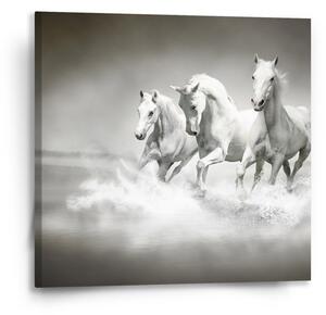 Sablio Obraz Bílí koně - 50x50 cm