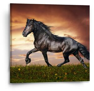 Sablio Obraz Friský kůň - 50x50 cm