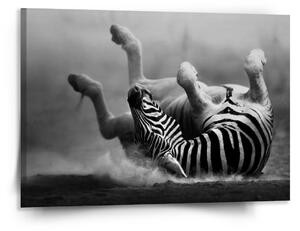 Sablio Obraz Válející se zebra - 150x110 cm