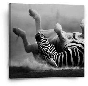 Sablio Obraz Válející se zebra - 50x50 cm