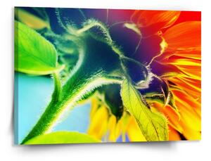 Sablio Obraz Duhová květina - 150x110 cm