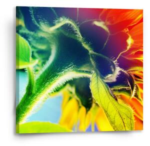 Sablio Obraz Duhová květina - 50x50 cm