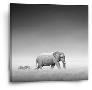 Sablio Obraz Slon a zebra - 50x50 cm