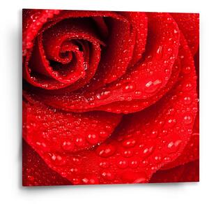 Sablio Obraz Květ růže - 50x50 cm