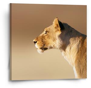 Sablio Obraz Lvice 2 - 50x50 cm