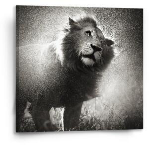 Sablio Obraz Mokrý lev - 50x50 cm