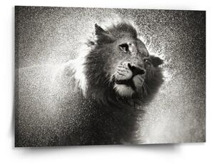 Sablio Obraz Mokrý lev - 150x110 cm