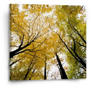 Sablio Obraz Koruny stromů - 50x50 cm