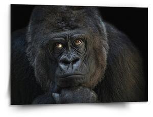 Sablio Obraz Gorila - 150x110 cm