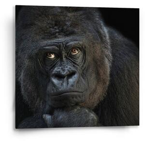 Sablio Obraz Gorila - 50x50 cm