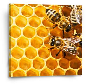 Sablio Obraz Včely - 50x50 cm