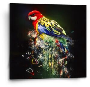 Sablio Obraz Barevný papoušek - 50x50 cm