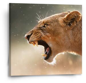 Sablio Obraz Rozzuřená lvice - 50x50 cm