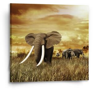 Sablio Obraz Slon Africký - 50x50 cm