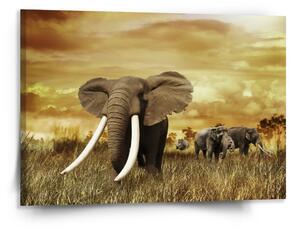 Sablio Obraz Slon Africký - 150x110 cm