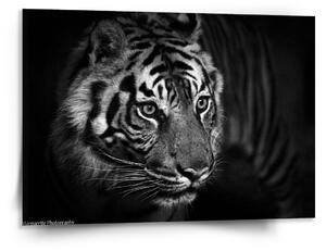 Sablio Obraz Černobílý tygr - 150x110 cm