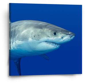 Sablio Obraz Žralok - 50x50 cm