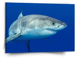 Sablio Obraz Žralok - 150x110 cm