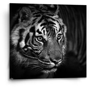 Sablio Obraz Černobílý tygr - 50x50 cm