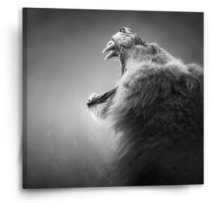 Sablio Obraz Řvoucí lev - 50x50 cm