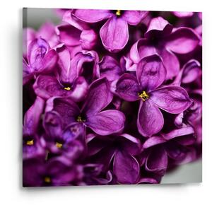 Sablio Obraz Fialové květy - 50x50 cm
