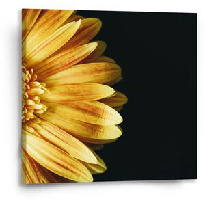 Sablio Obraz žlutá gerbera - 50x50 cm