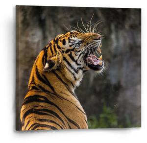 Sablio Obraz Řvoucí tygr - 50x50 cm