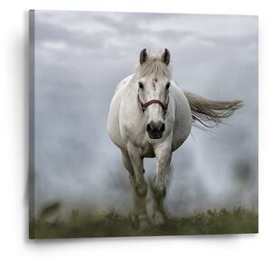 Sablio Obraz Bílý kůň 3 - 50x50 cm