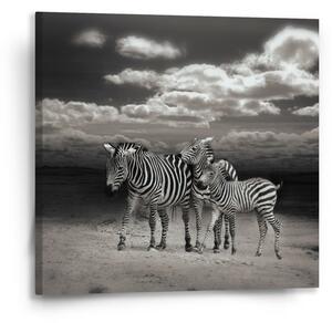 Sablio Obraz Zebry - 50x50 cm