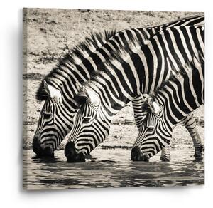 Sablio Obraz Zebry u vody - 50x50 cm