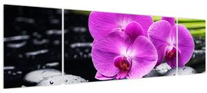 Obraz - Orchideje (170x50 cm)