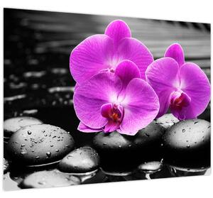 Obraz - Fialové orchideje (70x50 cm)