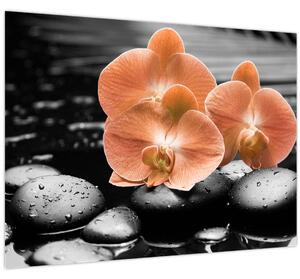 Obraz - Oranžové orchideje (70x50 cm)